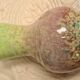 Vase en gres  vert signé accolay 1975 ,  18x10 tres bon etat