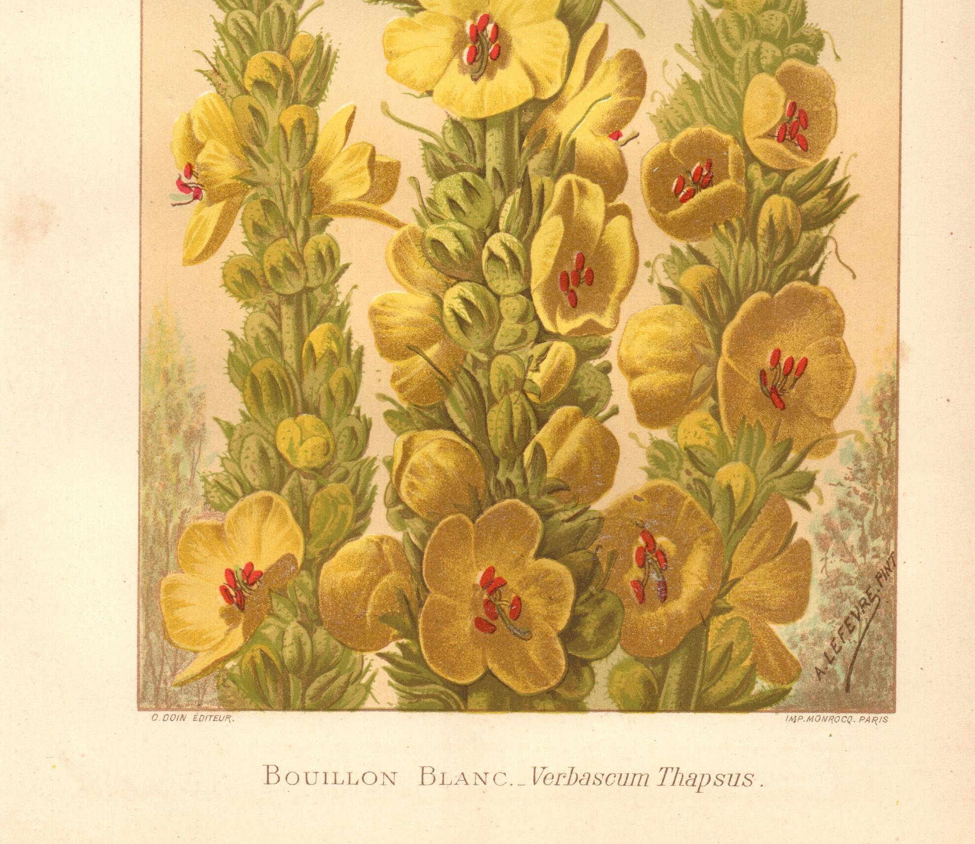 Antique engraving, 1889 - Mullein flower by Lefevre. Botanical plate