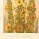 Antique engraving, 1889 - Mullein flower by Lefevre. Botanical plate