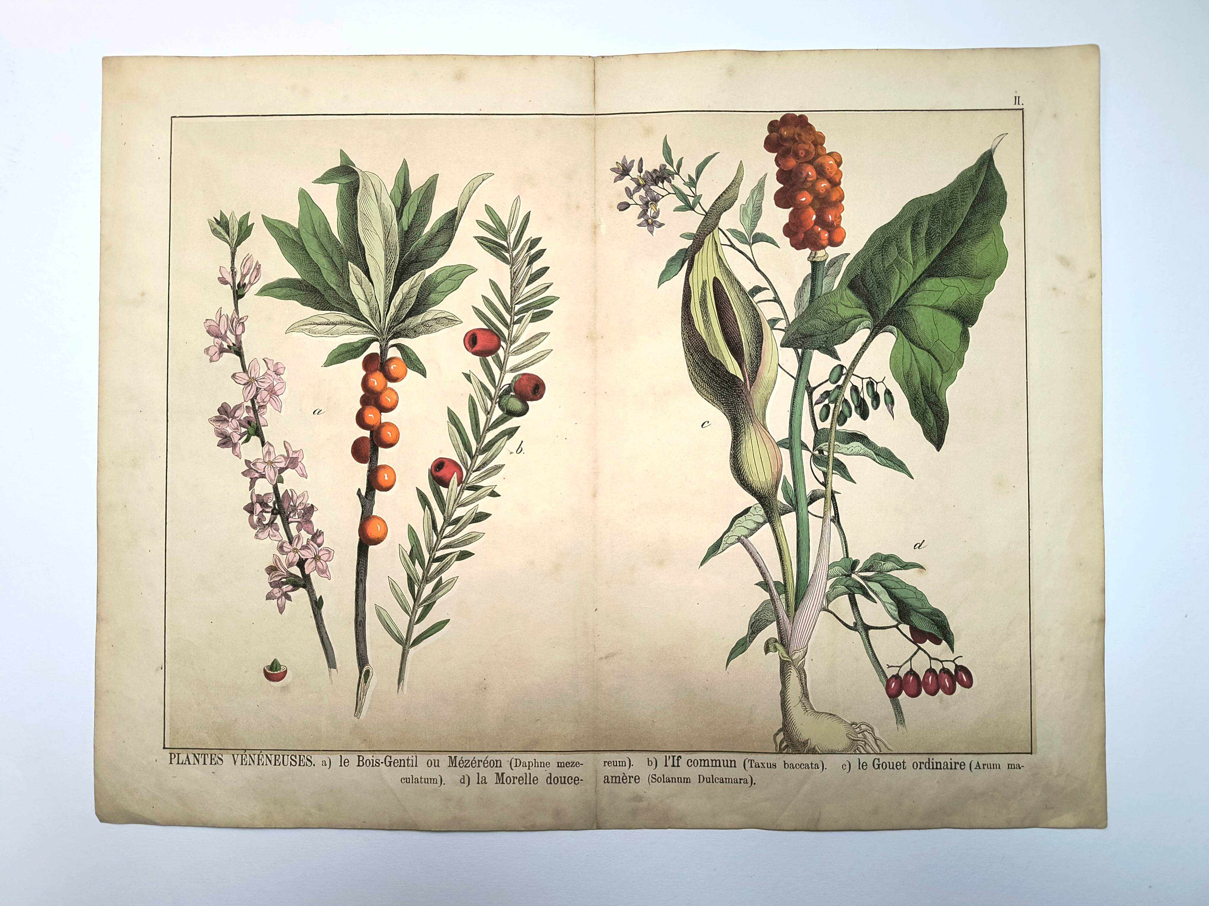 Botanical engraving from 1870 - Bois-Gentil and Yew - Lithograph of a plant