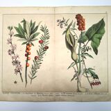 Botanical engraving from 1870 - Bois-Gentil and Yew - Lithograph of a plant