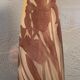 Vase Emile Gallé