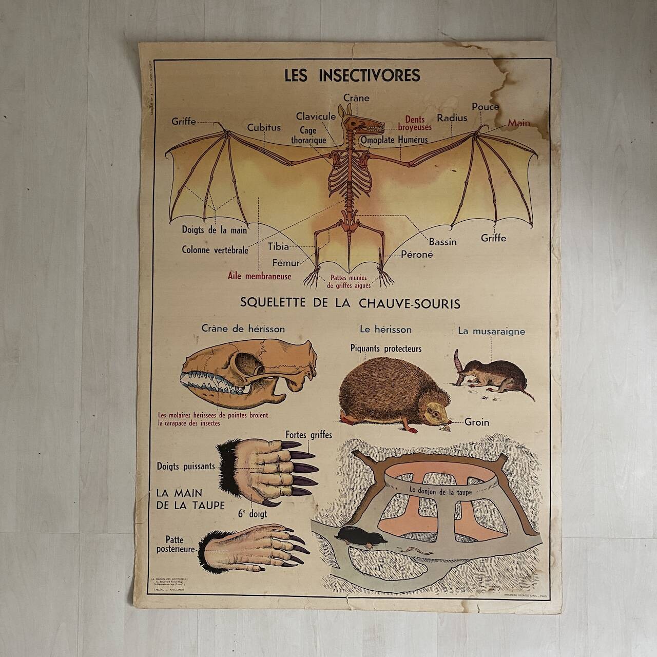 Vintage school poster The insectivorous animals / Rabbit