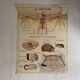 Vintage school poster The insectivorous animals / Rabbit