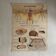 Vintage school poster The insectivorous animals / Rabbit