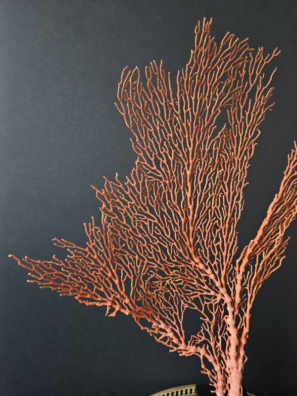 Gorgone Rouge XXL Socle en bois. H : 47 cm   Objet de Décoration l PlaceOdd