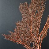 Gorgone Rouge XXL Wooden Base. H: 47 cm | Decorative Object l PlaceOdd