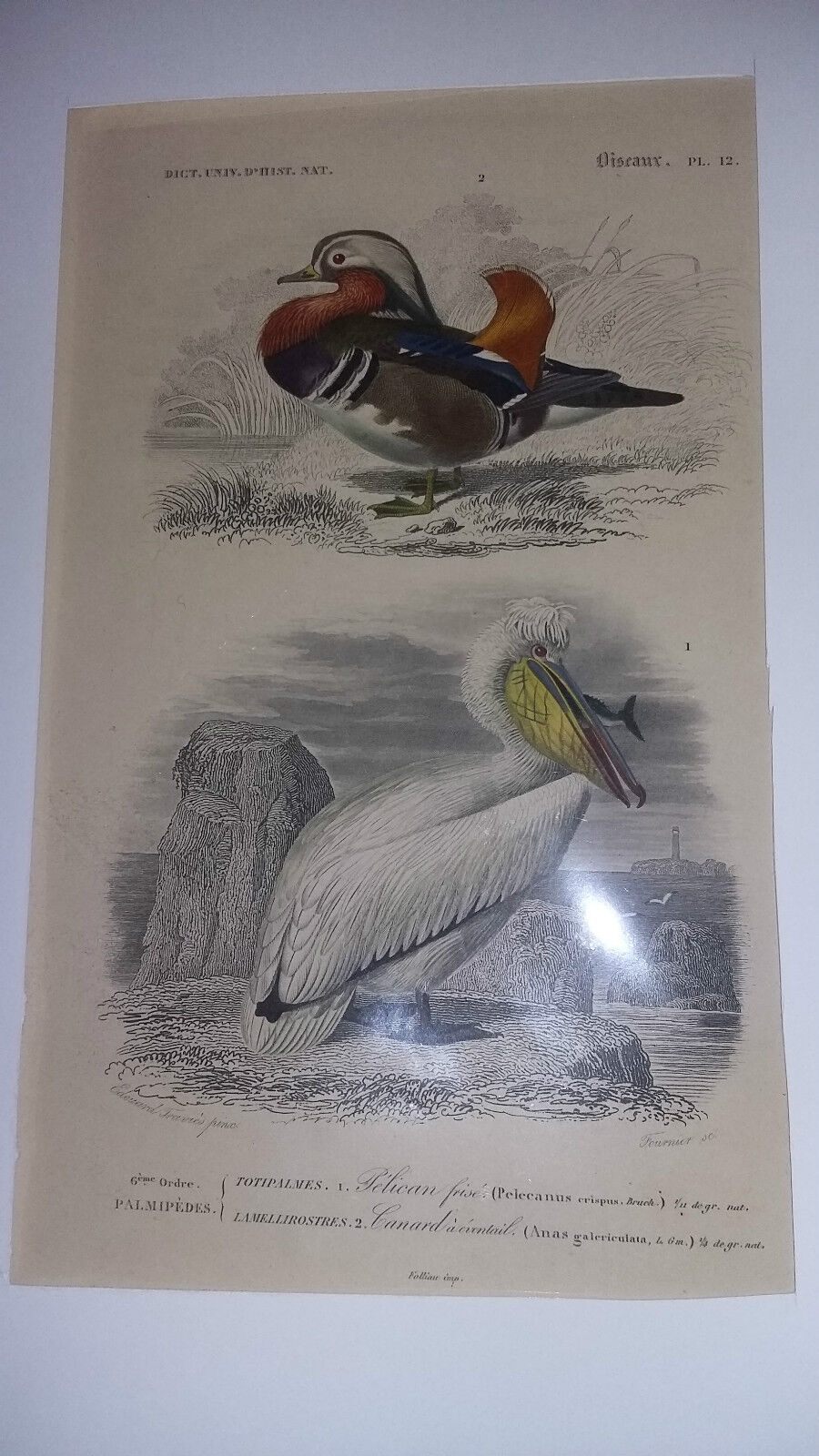 Antique print XIXth palmiped birds