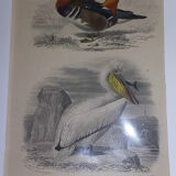 Gravure ancienne XIXème oiseaux palmipèdes
