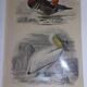 Gravure ancienne XIXème oiseaux palmipèdes