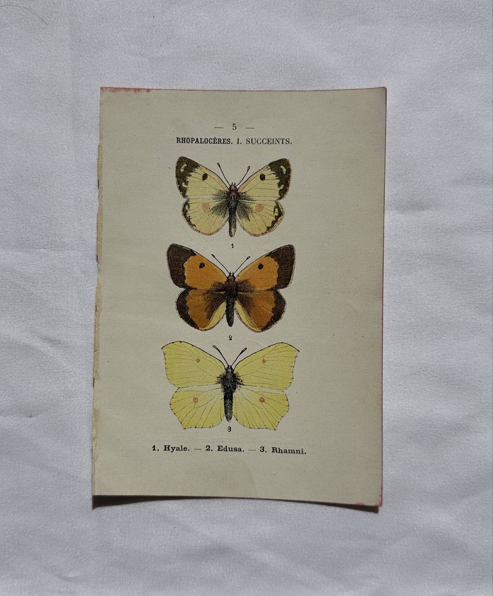 Botanical engraving double-sided butterflies naturalist plate etching