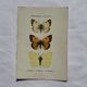 Botanical engraving double-sided butterflies naturalist plate etching