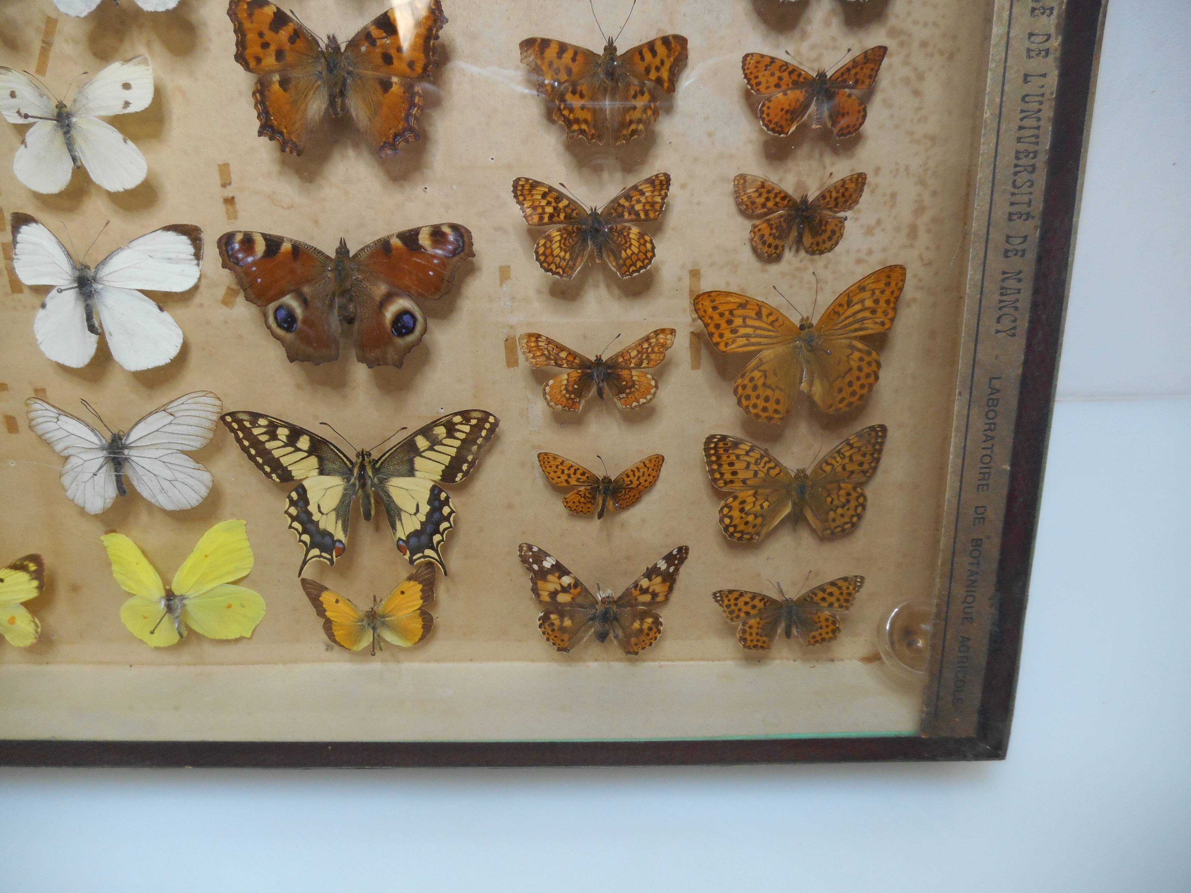 Frame old butterflies 1920 under glass