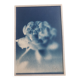 Cyanotype frame