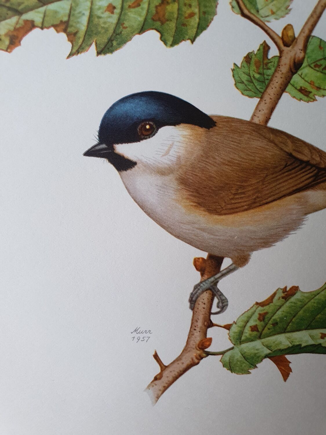 Chickadee bird board