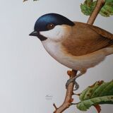 Chickadee bird board
