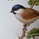 Chickadee bird board