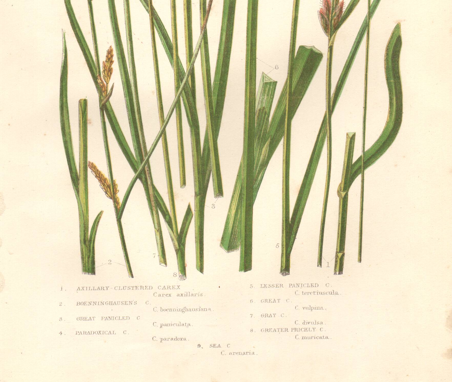 Antique botanical engraving, 1889 - Sedges by A. Pratt - Wild herbs