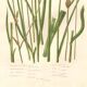 Antique botanical engraving, 1889 - Sedges by A. Pratt - Wild herbs