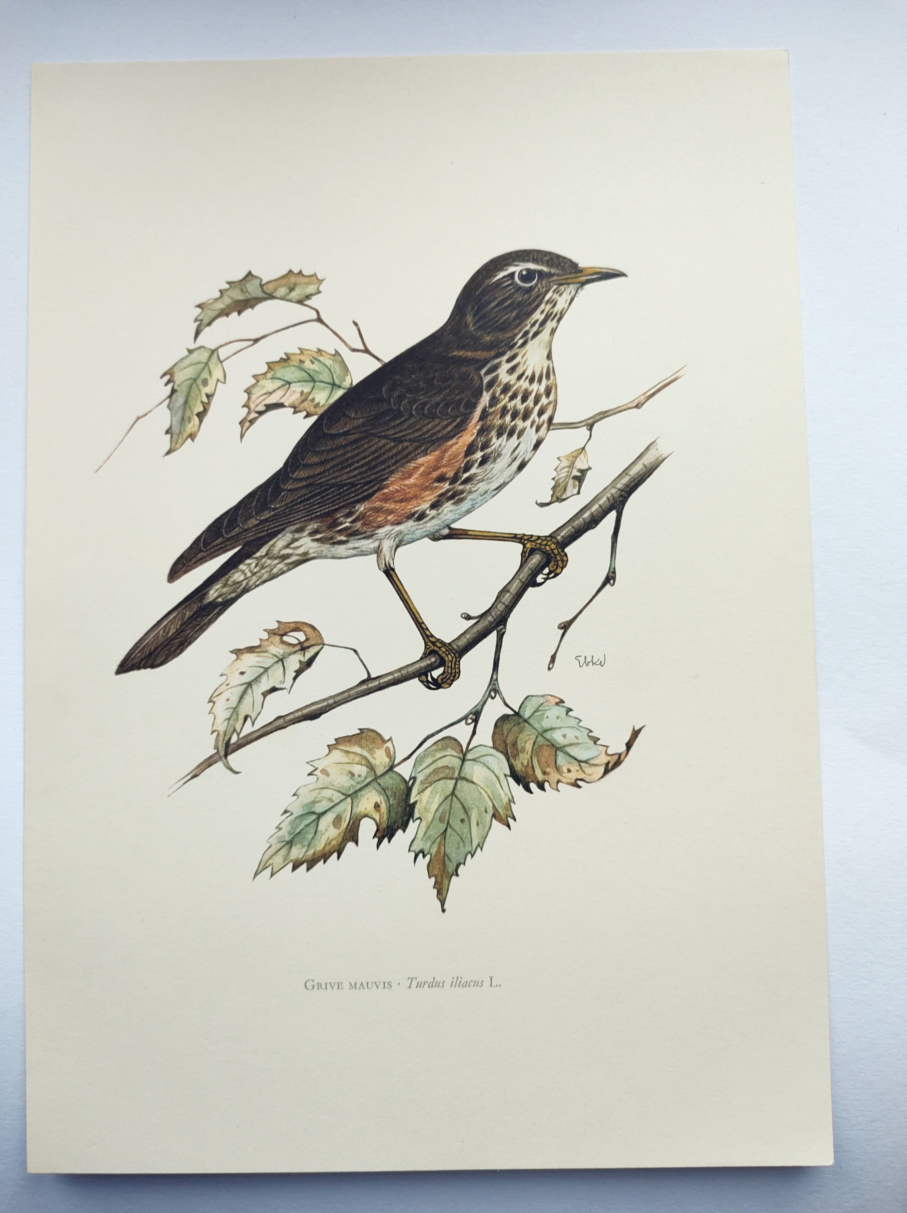 Old bird plate from the 1960s - Redwing - Vintage nature illustration