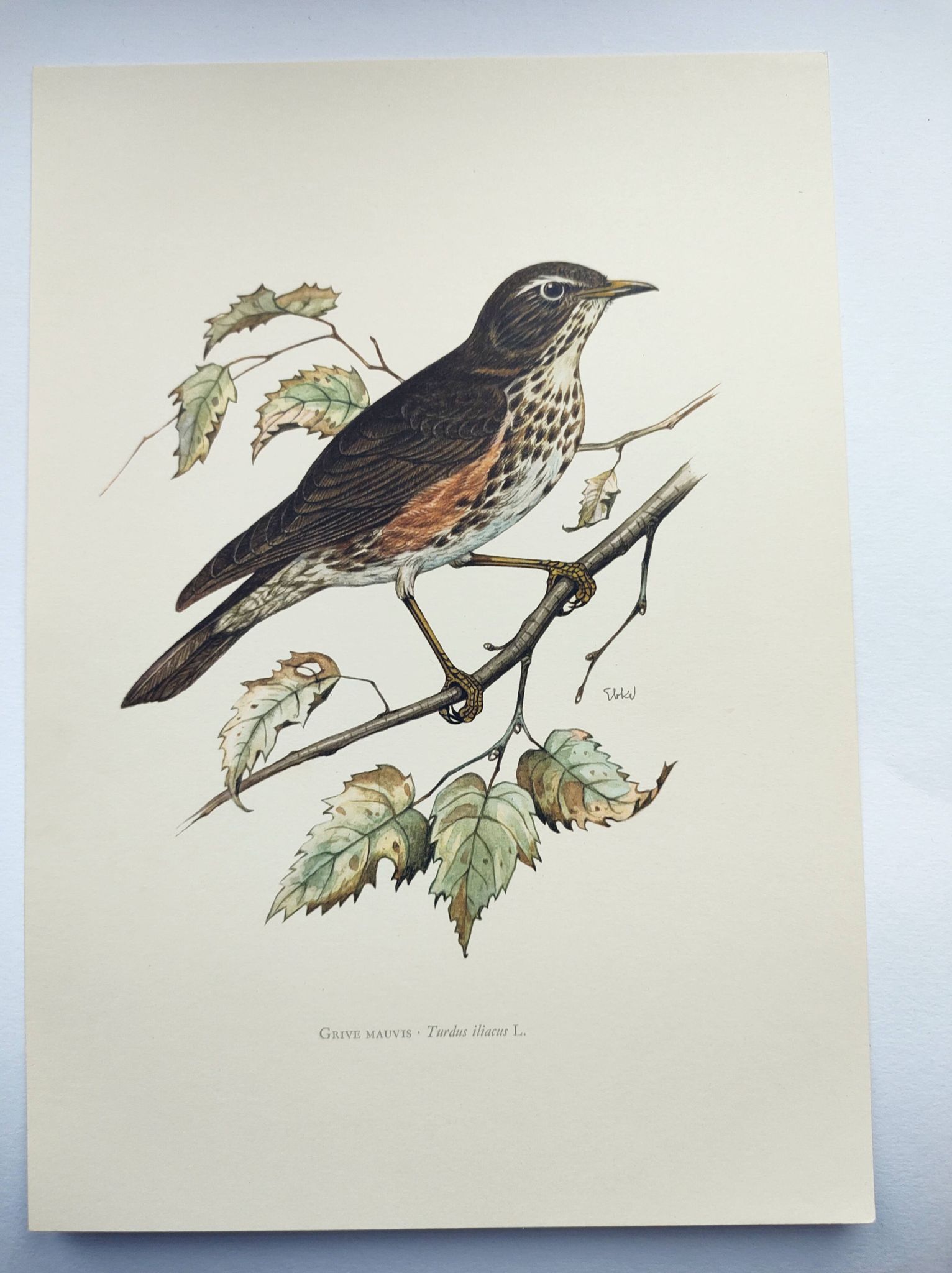 Old bird plate from the 1960s - Redwing - Vintage nature illustration