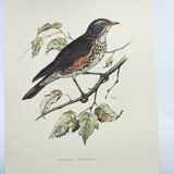 Planche ancienne oiseaux Années 1960 - Grive Mauvis - Illustration nature vintage