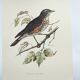 Old bird plate from the 1960s - Redwing - Vintage nature illustration