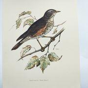 Old bird plate from the 1960s - Redwing - Vintage nature illustration