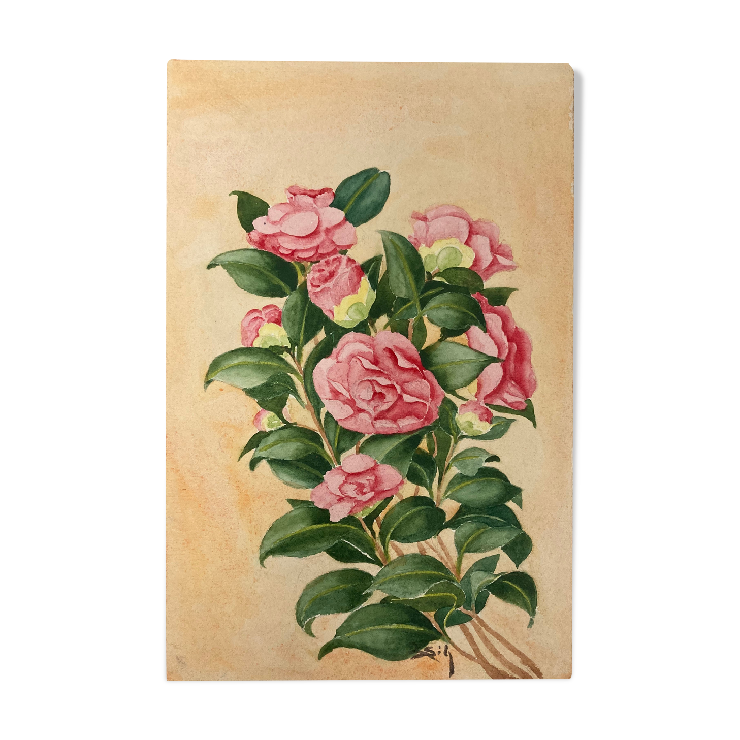 Aquarelle camélias vintage