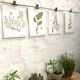 Planche botanique le thym