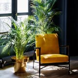 Armchair black mat ochre fabric