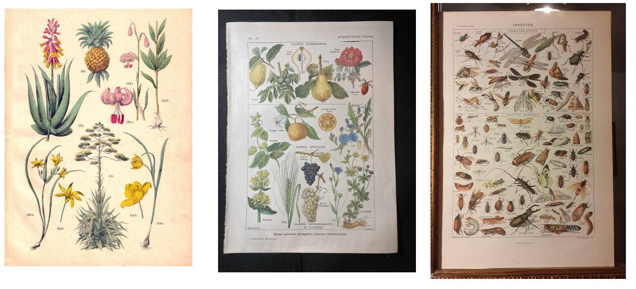 Set of two lithographs from 1922 and a poster on plants