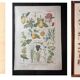 Set of two lithographs from 1922 and a poster on plants