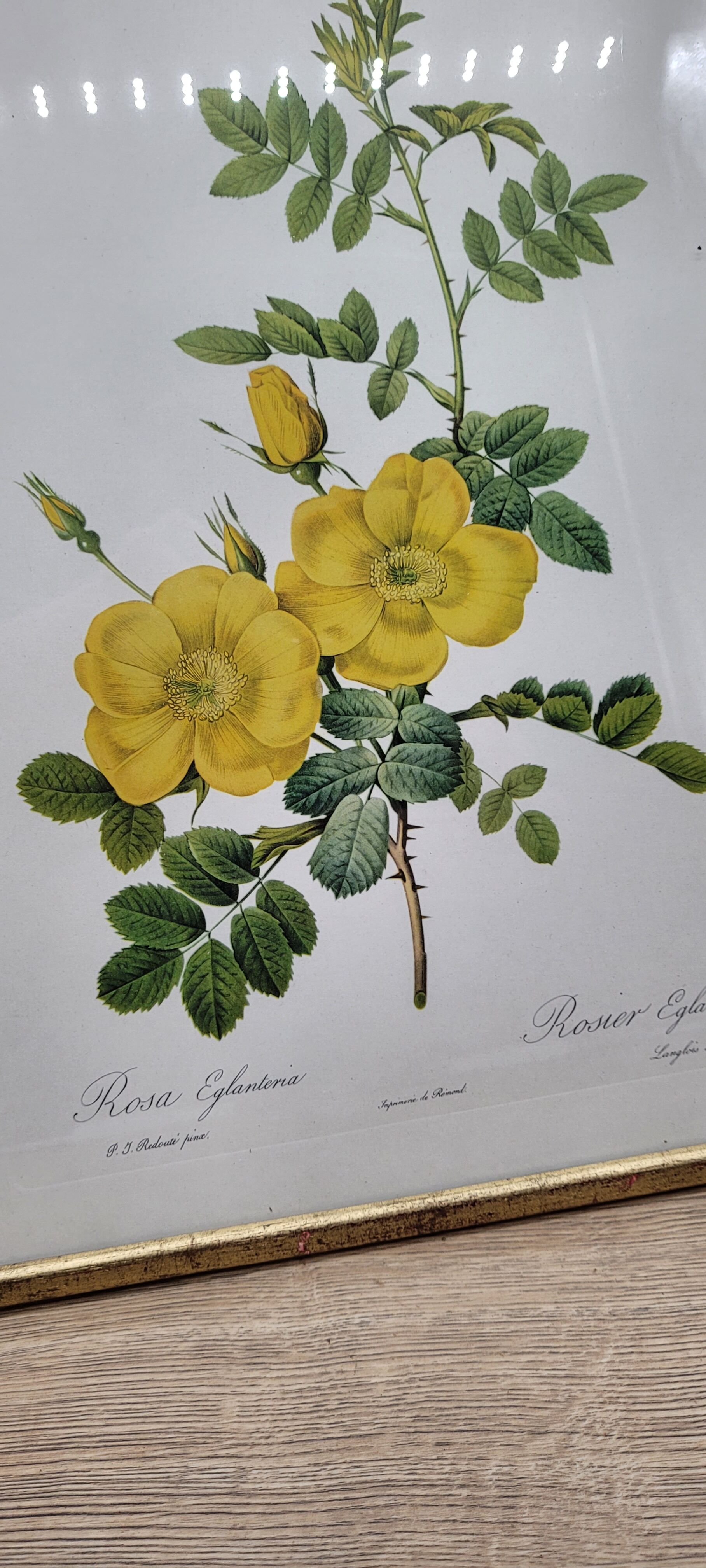 Lithograph Rosehip Rose