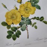 Lithograph Rosehip Rose