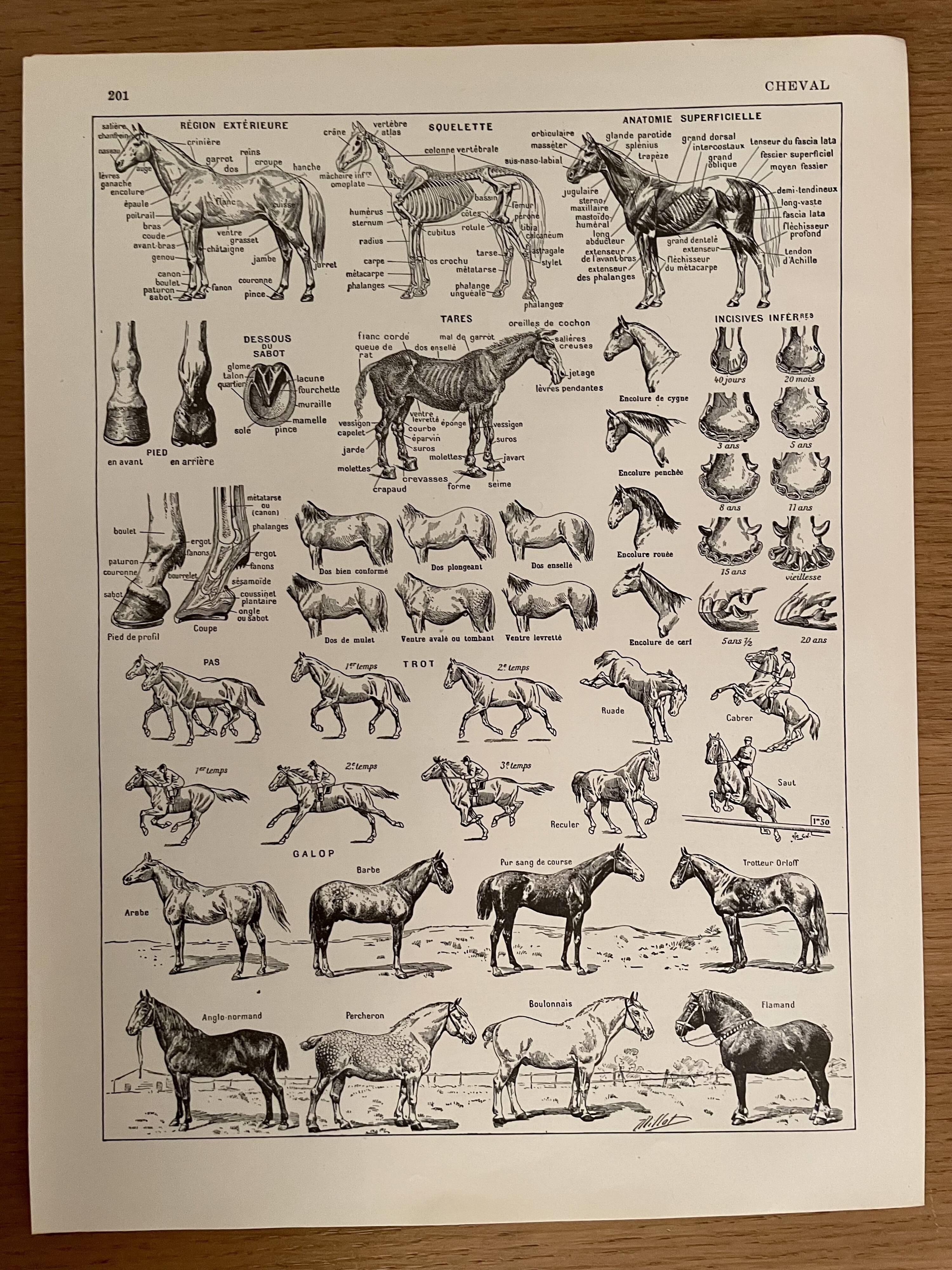 Lithograph engraving on the horse from 1928