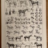 Lithograph engraving on the horse from 1928