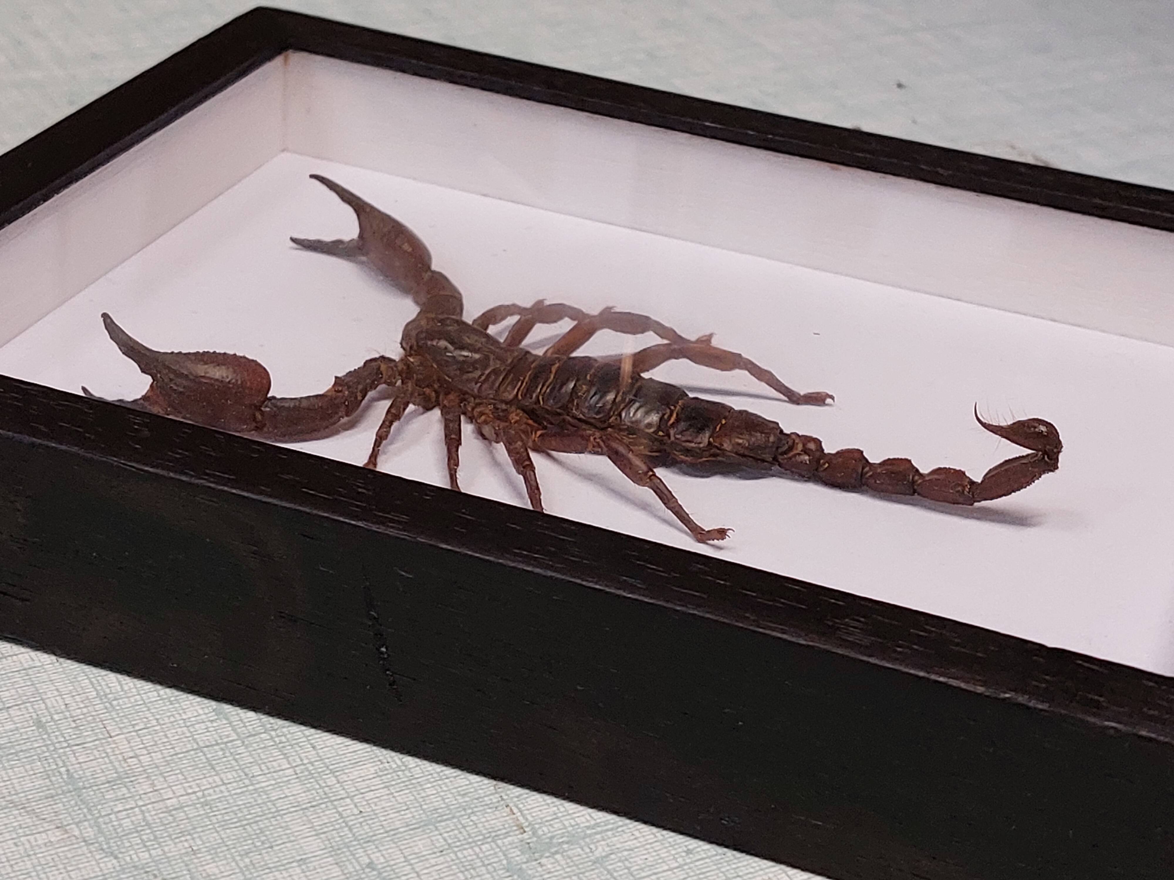 Scorpion stuffed under glass
