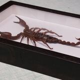 Scorpion stuffed under glass