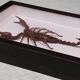 Scorpion naturalisé sous verre