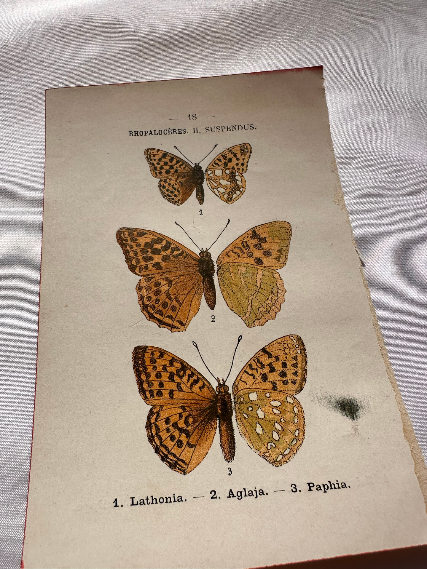 Botanical Plate 1800 Old naturalist engraving 19th century double-sided