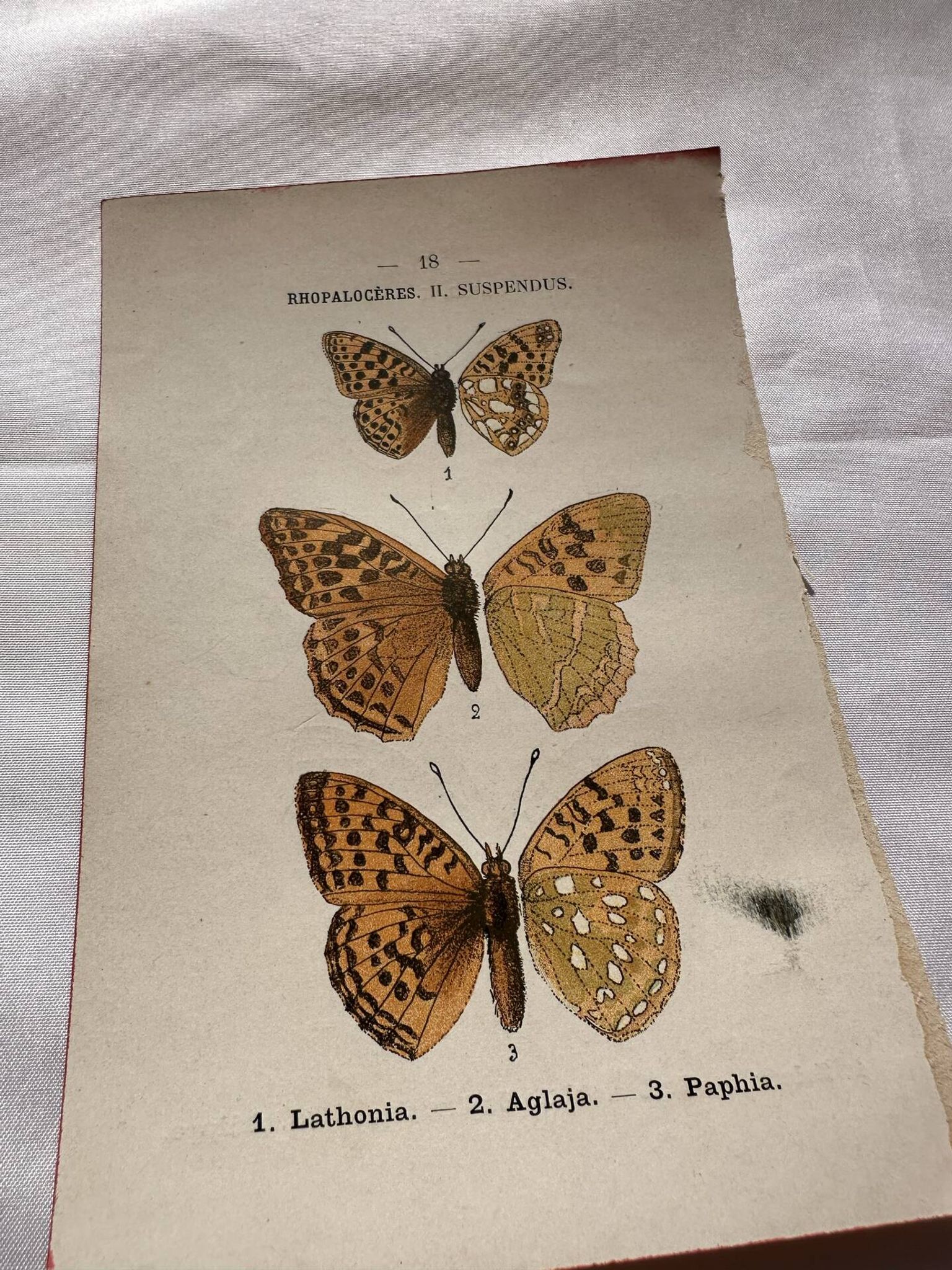 Planche Botanique 1800 Gravure naturaliste ancienne 19eme recto verso