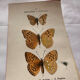 Botanical Plate 1800 Old naturalist engraving 19th century double-sided