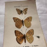 Planche Botanique 1800 Gravure naturaliste ancienne 19eme recto verso