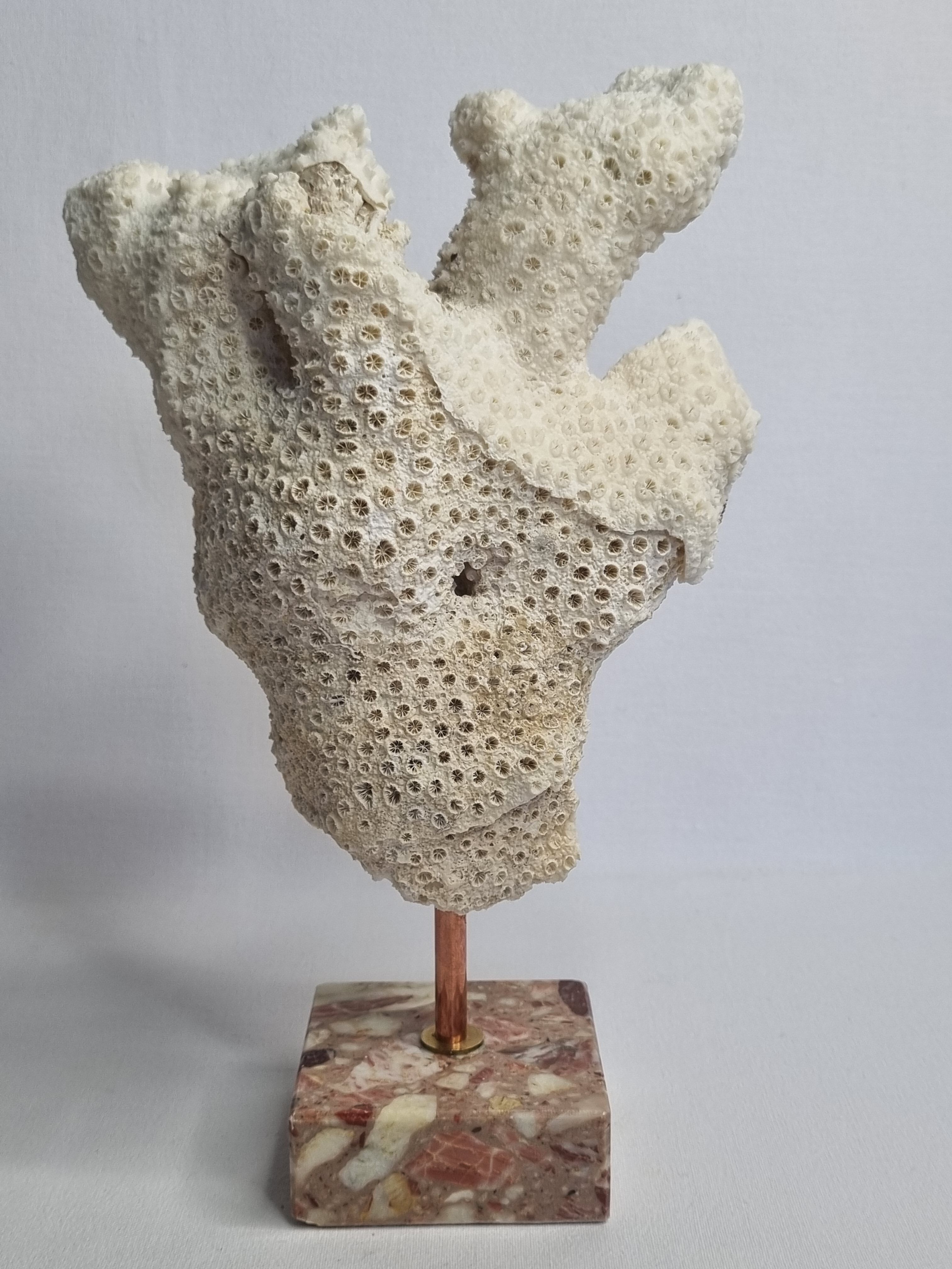 Old white coral branch on pedestal, 27 cm