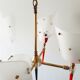 Suspension vintage aux flambeaux 1950