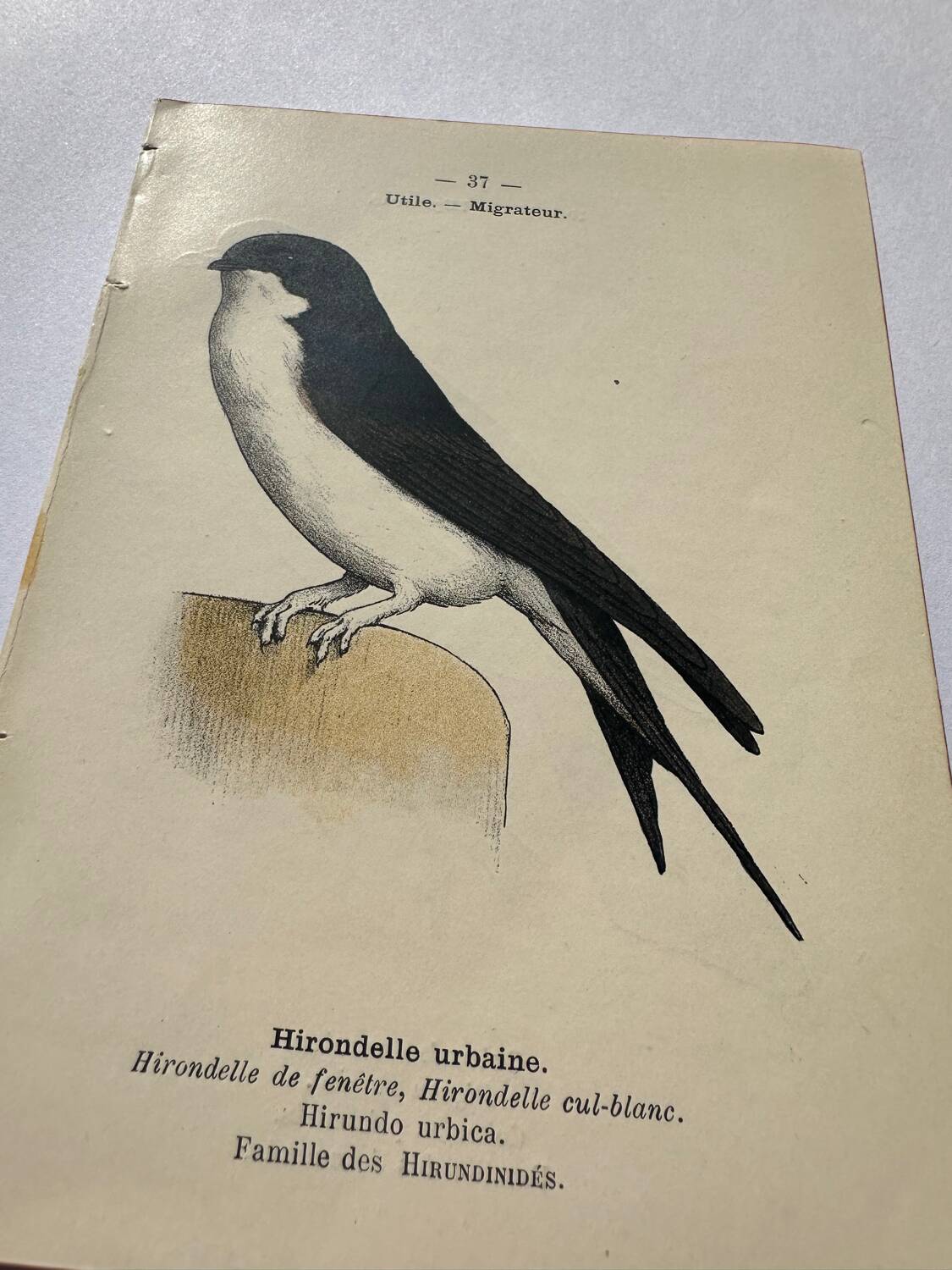 Botanical engraving birds double sided naturalist board Etching