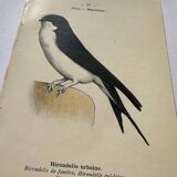 Botanical engraving birds double sided naturalist board Etching
