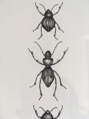 Illustration Insectes N°2, série limitée