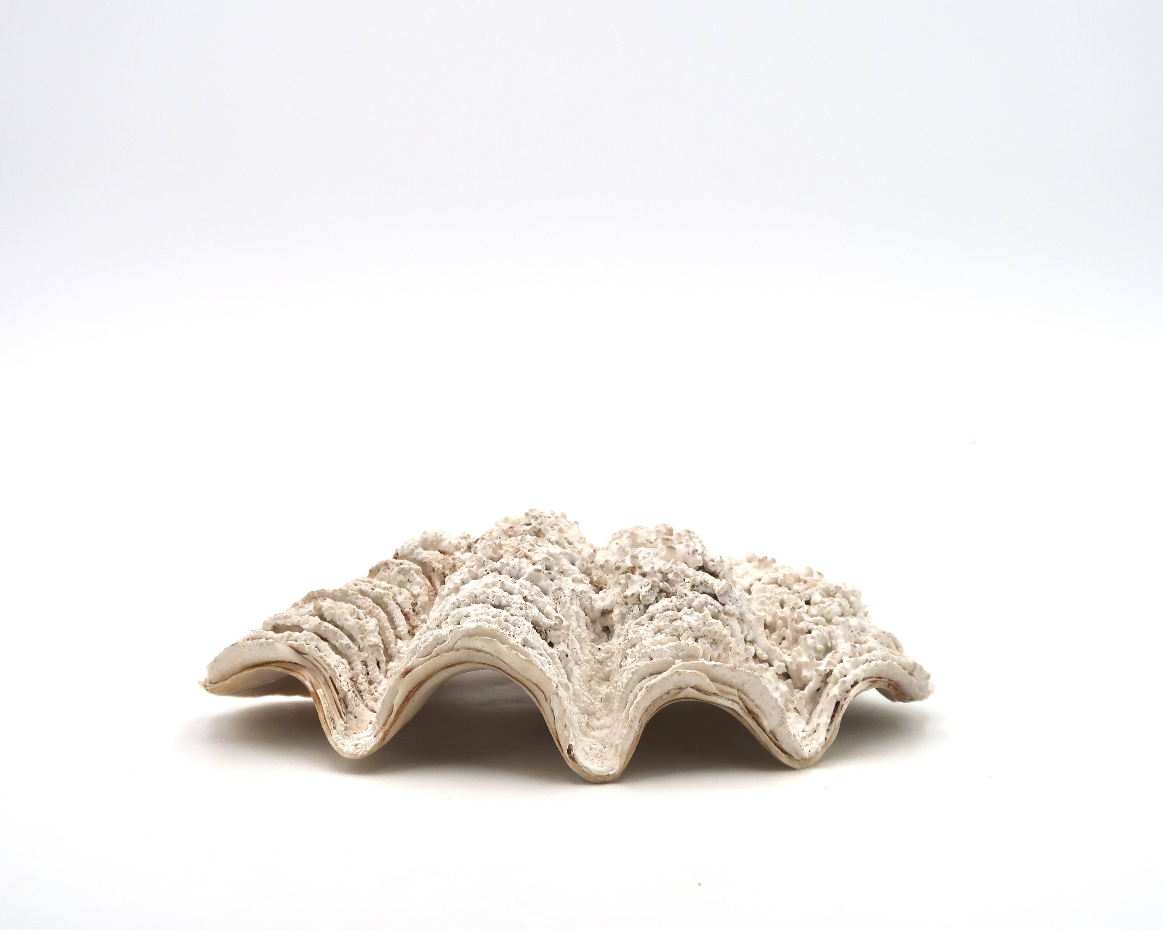 Holy water stoup shell emptier, 1970s